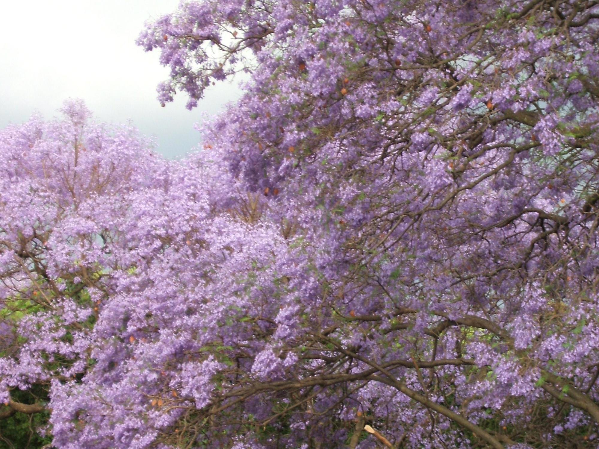 Cherry Tree Cottage B&B Linden Johannesburg Buitenkant foto